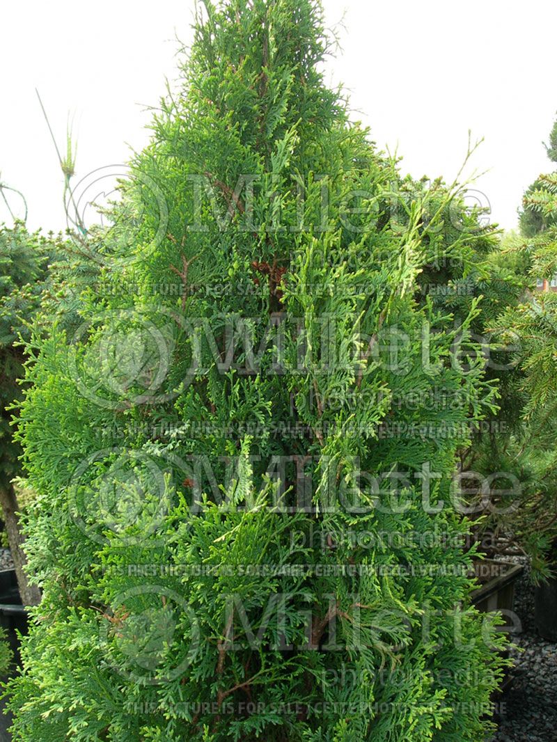 Thuja or Thuya Holmstrup (Eastern Arborvitae conifer)  5