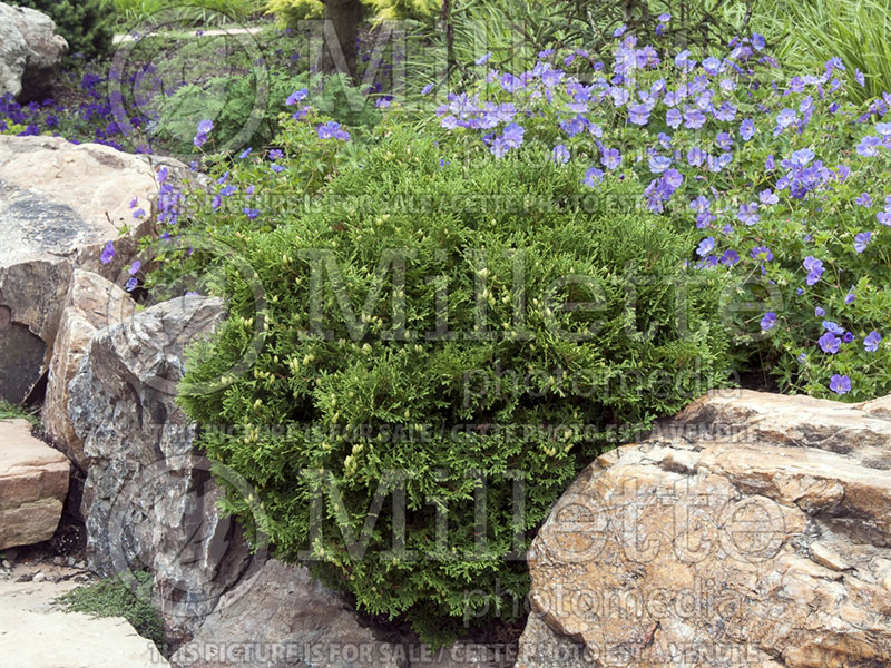 Thuja or Thuya Little Dorrit (Arborvitae conifer) 1 