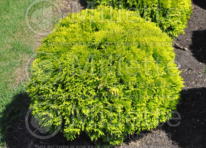 Thuja or Thuya Mirjam (Eastern Arborvitae conifer) 1 