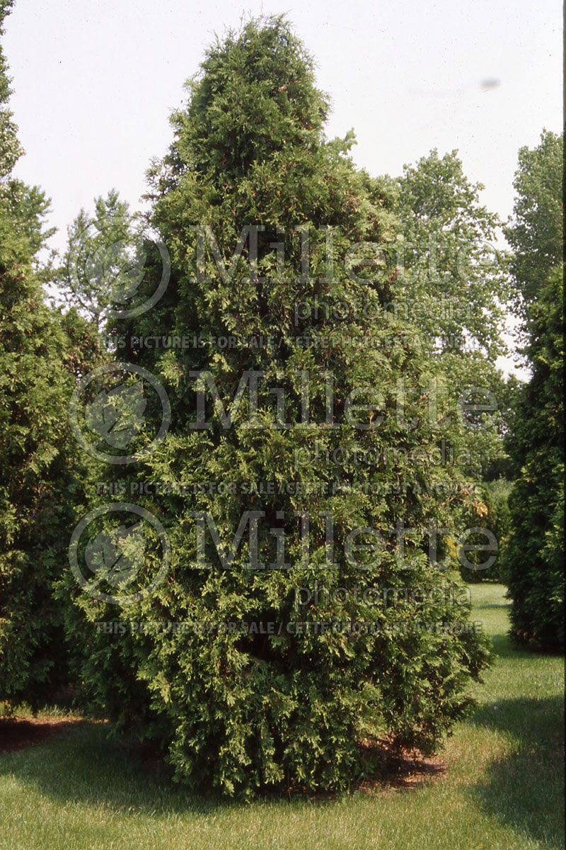 Thuja or Thuya Nigra (Eastern Arborvitae conifer) 1 