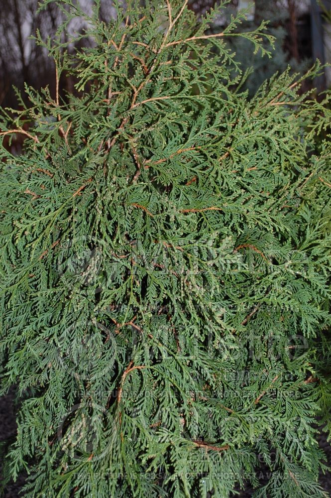 Thuja or Thuya Nigra (Eastern Arborvitae conifer) 3 