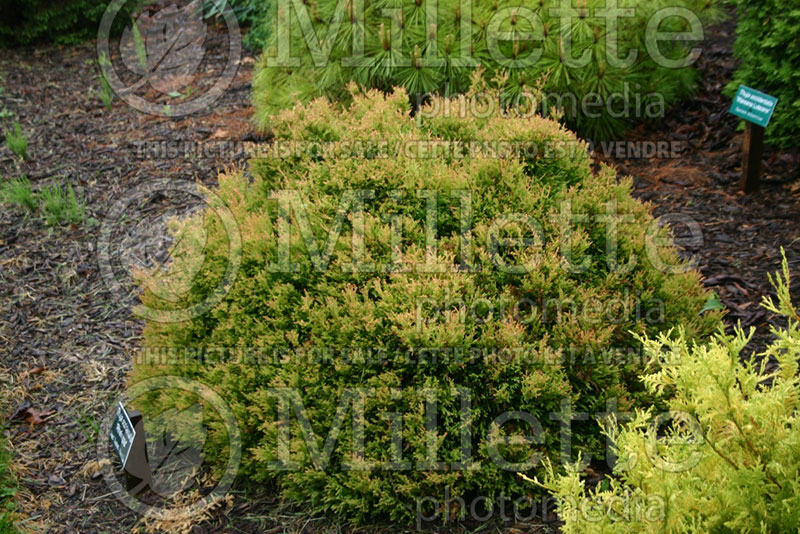 Thuja aka Thuya Rheingold (Eastern Arborvitae conifer)  2 