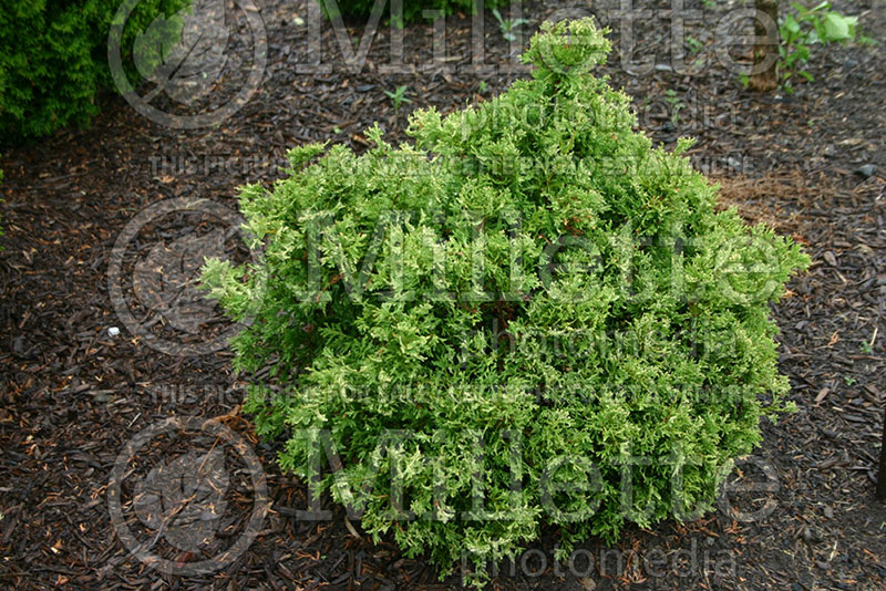 Thuja Sherwood Frost (Eastern Arborvitae conifer) 2 