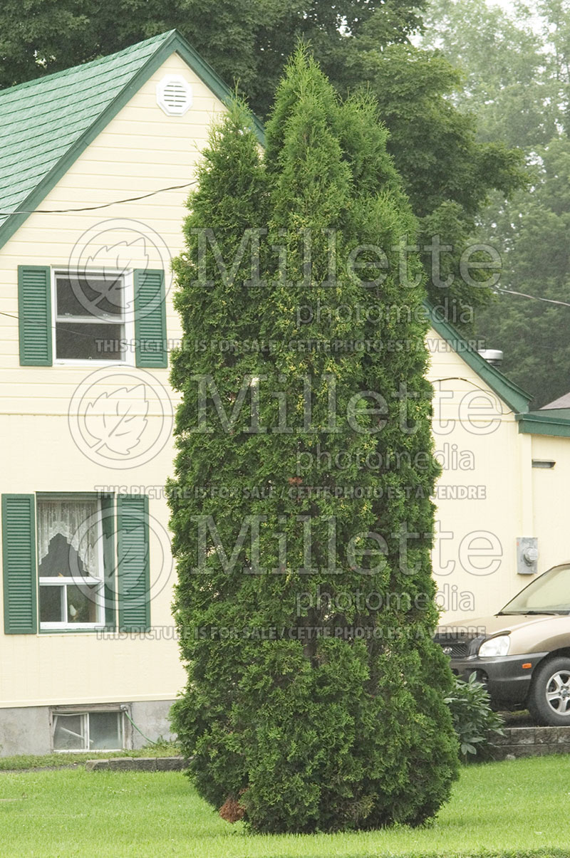 Thuja or Thuya Skybound (Eastern Arborvitae conifer) 1