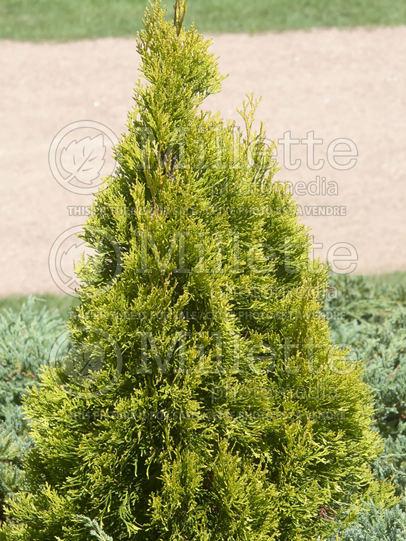 Thuja or Thuya Smaragd Yellow (Eastern Arborvitae conifer) 1 