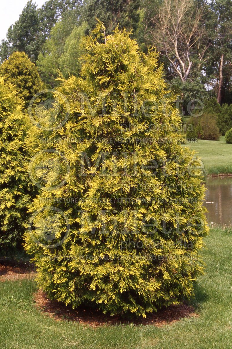 Thuja or Thuya occidentalis Sunkist (Eastern Arborvitae conifer) 1 