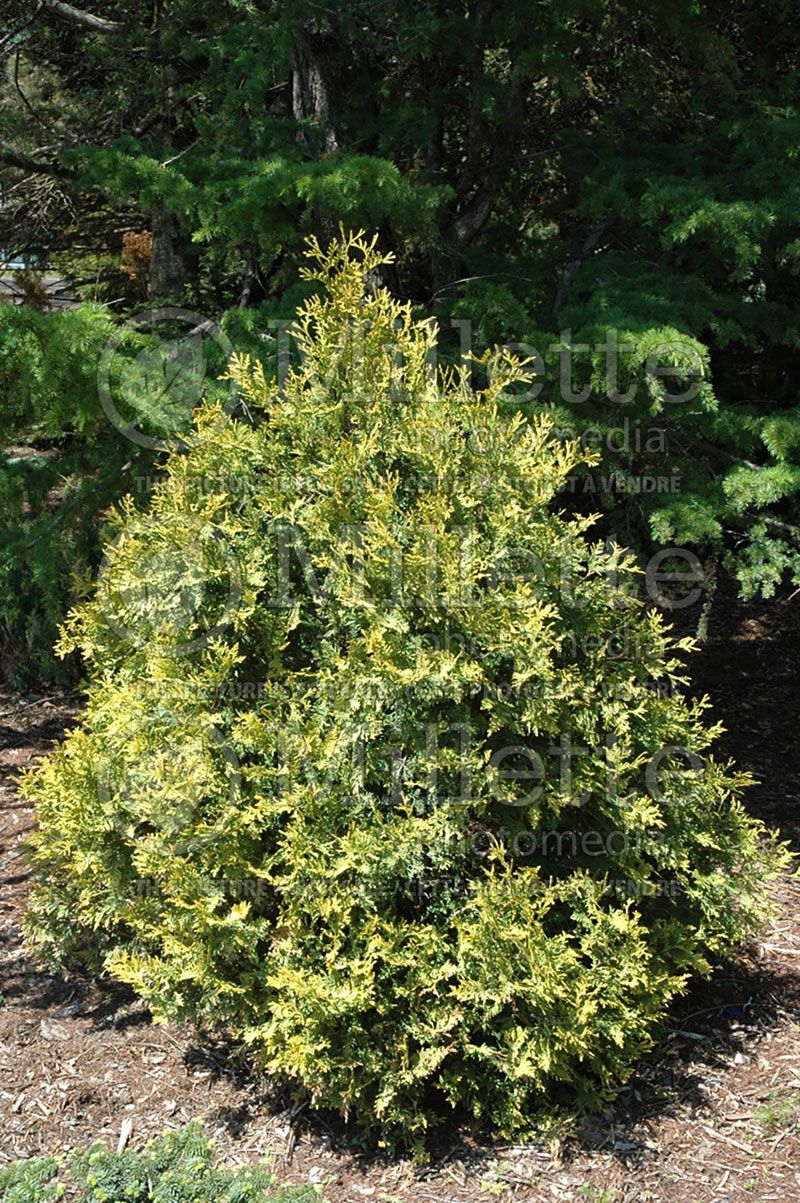 Thuja or Thuya occidentalis Sunkist (Eastern Arborvitae conifer) 3 