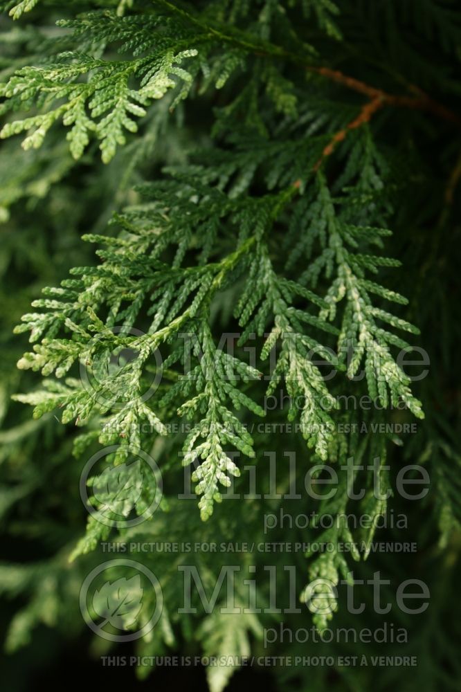 Thuja or Thuya Wansdyke Silver (Arborvitae conifer) 2