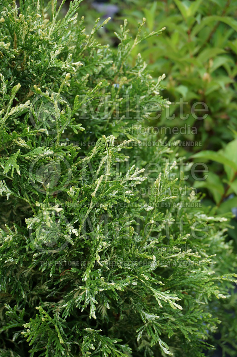 Thuja or Thuya Wansdyke Silver (Arborvitae conifer) 1