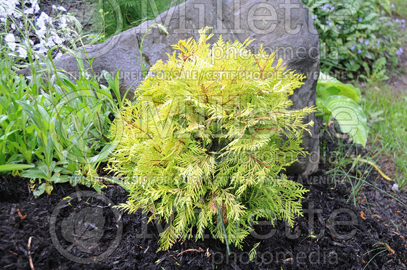 Thuja or Thuya Yellow Holmstrup (Eastern Arborvitae conifer) 1 