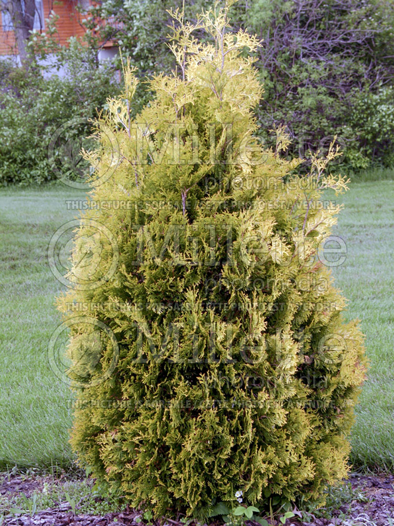 Thuja or Thuya Yellow Ribbon (Arborvitae conifer) 4