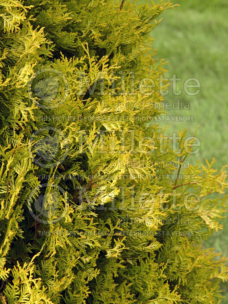 Thuja or Thuya Yellow Ribbon (Arborvitae conifer) 5