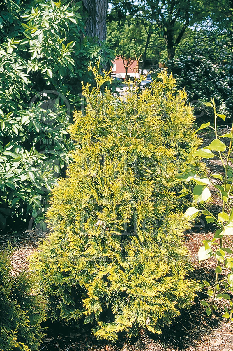 Thuja or Thuya Yellow Ribbon (Arborvitae conifer) 3