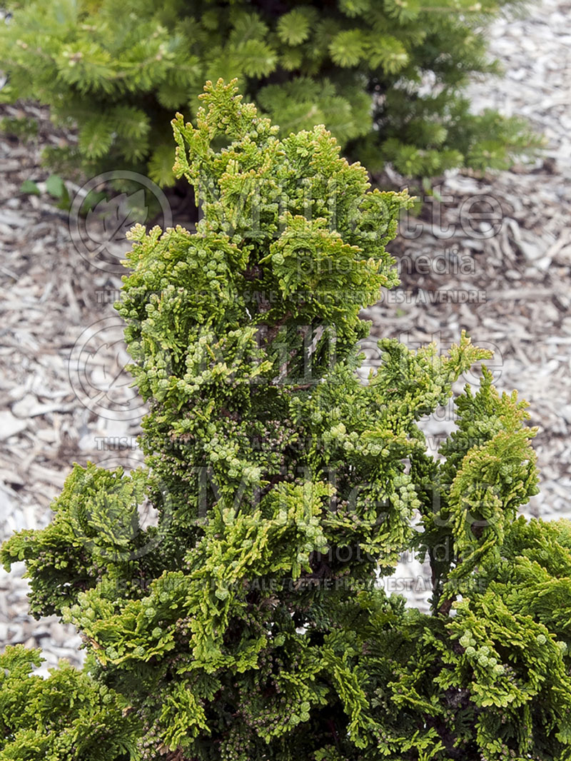 Thuja or Thuya Zmatlik (Eastern Arborvitae conifer) 1 