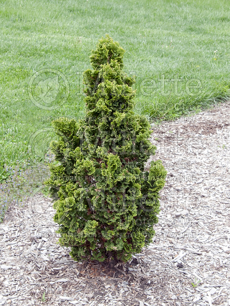 Thuja or Thuya Zmatlik (Eastern Arborvitae conifer) 2 