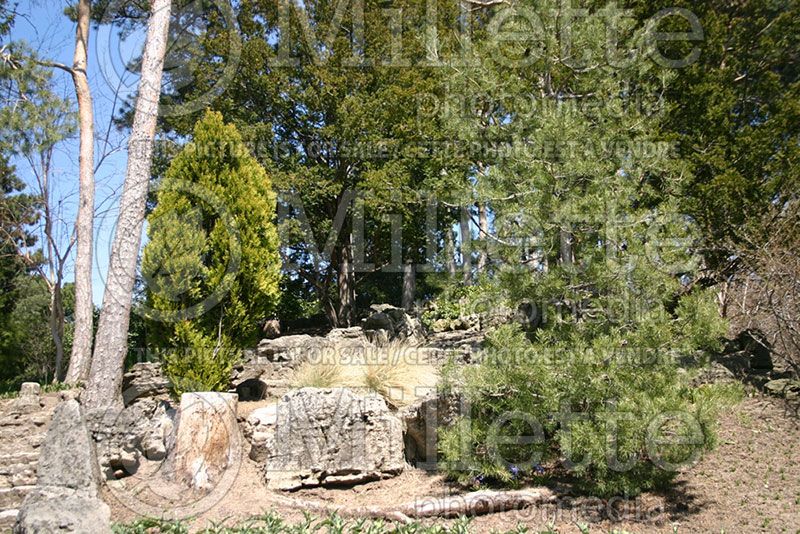 Thuja or Thuya Aurea Nana (Chinese Arborvitae conifer)  1