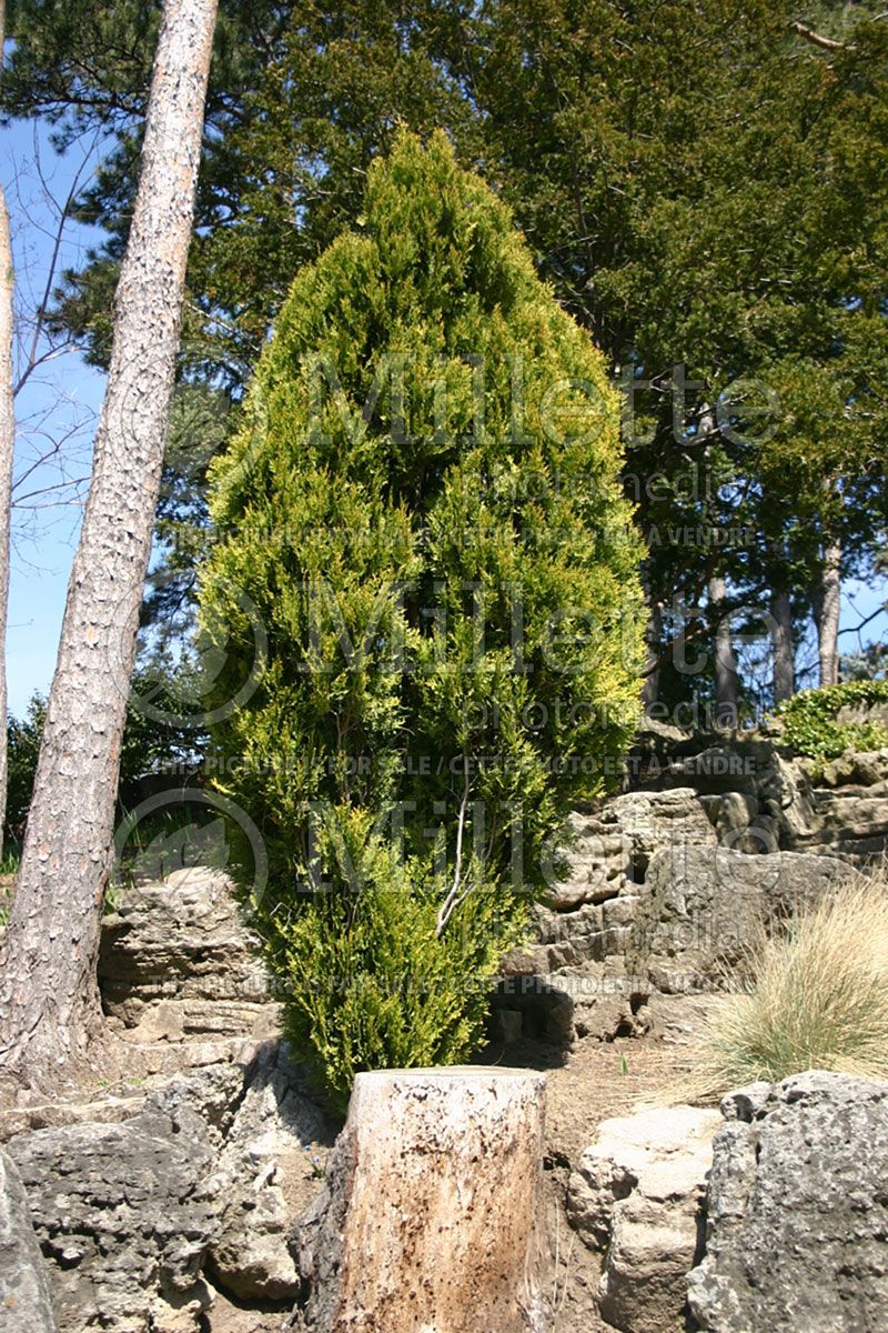 Thuja or Thuya Aurea Nana (Chinese Arborvitae conifer)  2