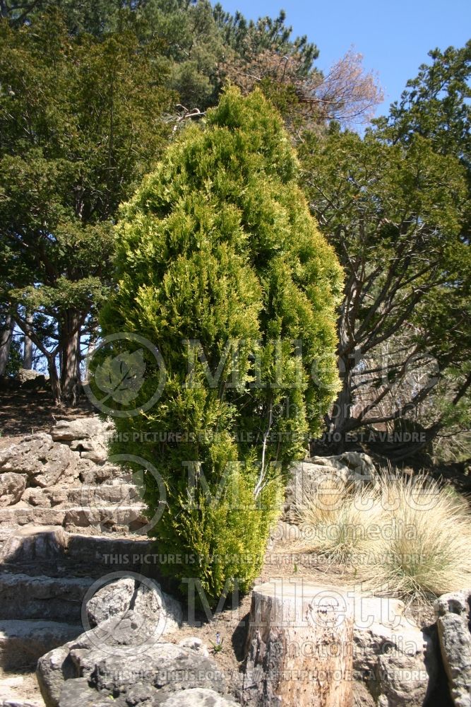 Thuja or Thuya Aurea Nana (Chinese Arborvitae conifer)  3