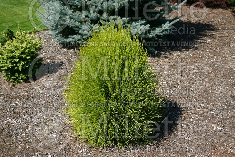 Thuja aka Thuya Franky Boy (Oriental  Arborvitae conifer) 1