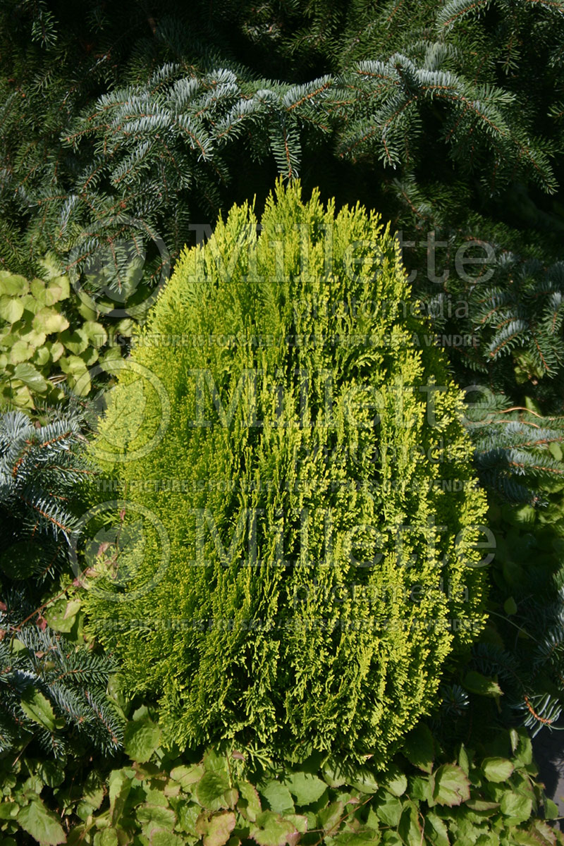 Thuja or Thuya Morgan (Chinese Arborvitae conifer)  1