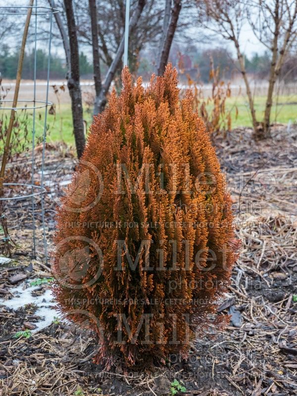 Thuja or Thuya Morgan (Winter look) (Chinese Arborvitae conifer) 2 