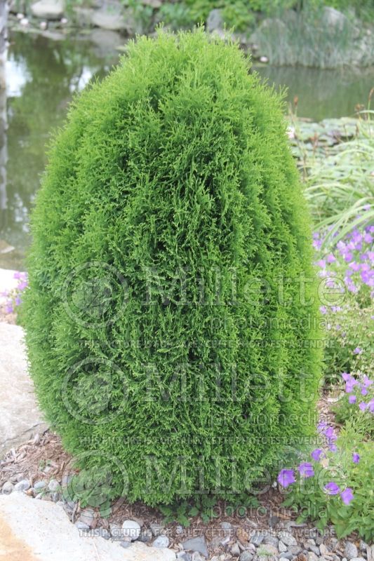 Thuja oru Thuya Boisbriand (Eastern Arborvitae conifer) 1 