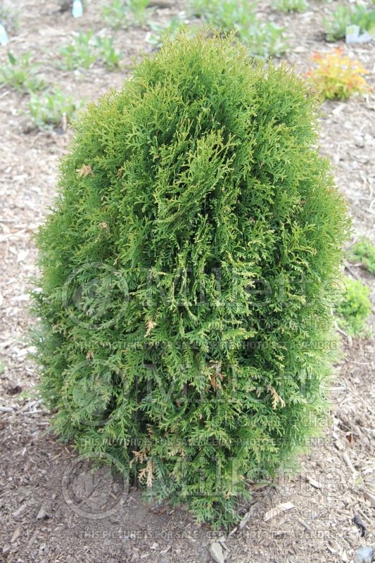 Thuja oru Thuya Boisbriand (Eastern Arborvitae conifer) 2 