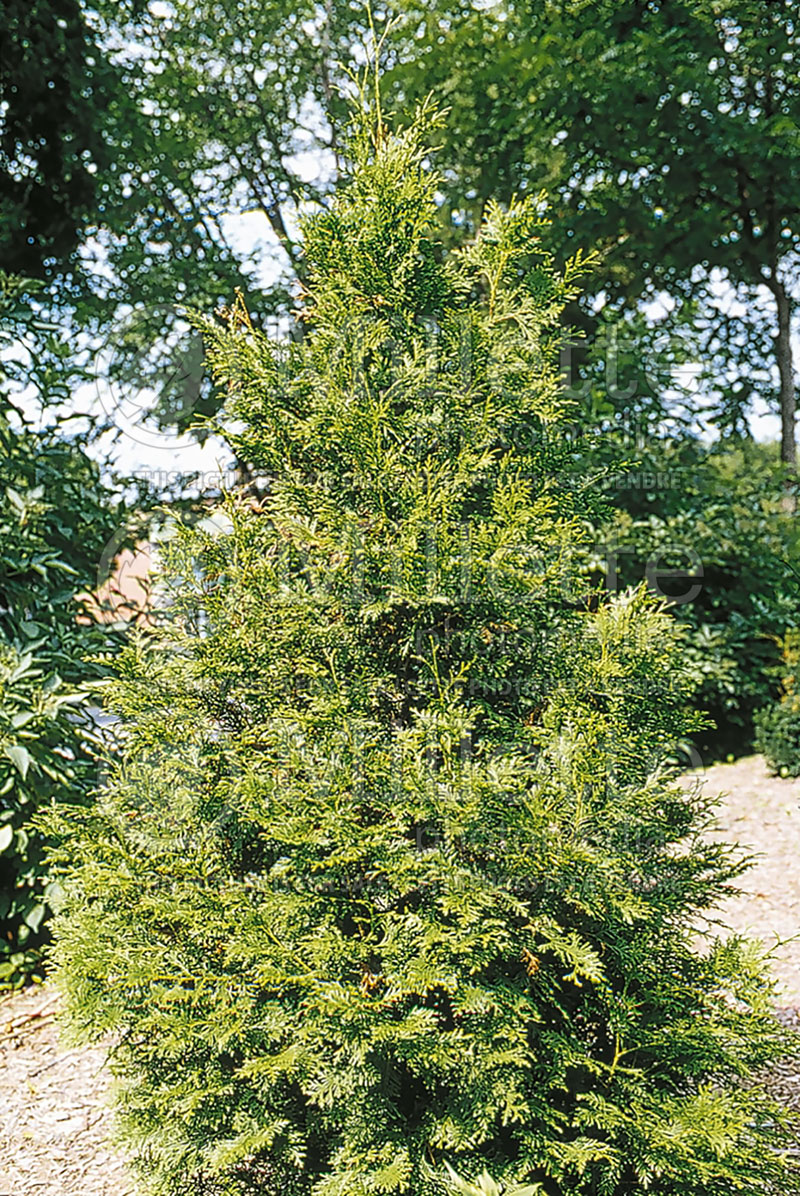 Thuja or Thuya Brabant (Eastern Arborvitae conifer) 2 