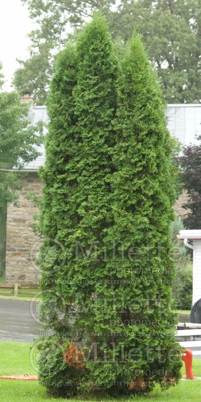 Thuja Brandon (Eastern Arborvitae conifer) 2 