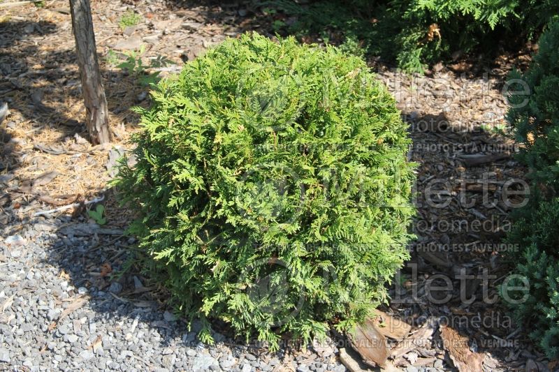 Thuja aka Thuya Danica (Eastern Arborvitae conifer) 1 