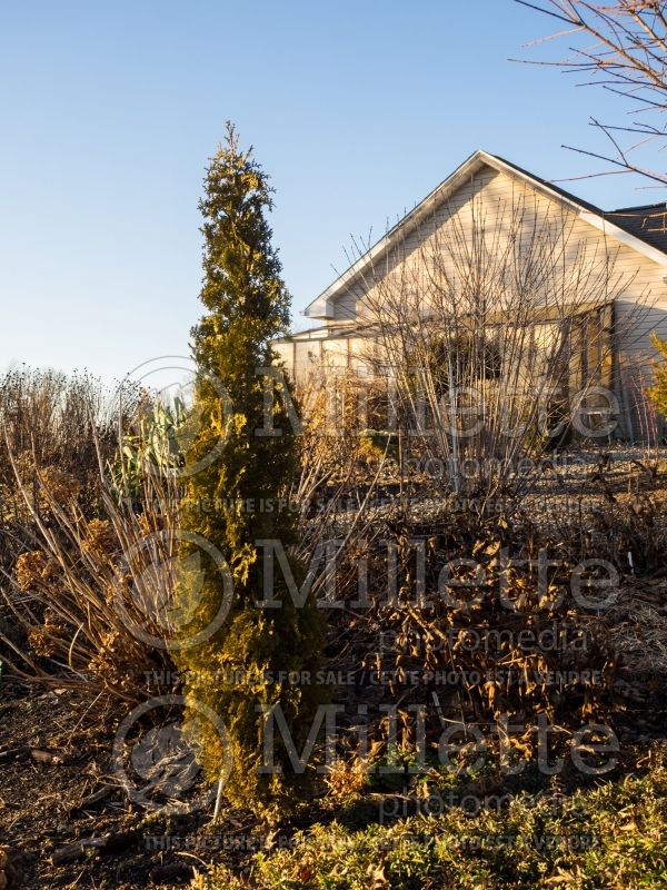 Thuja or Thuya Degroots Spire (Winter look) (Eastern Arborvitae conifer)  7