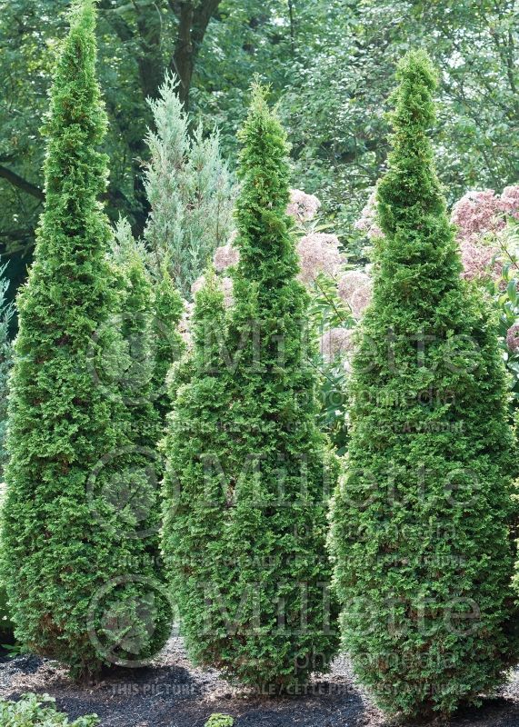 Thuja or Thuya Degroots Spire (Eastern Arborvitae conifer)  2