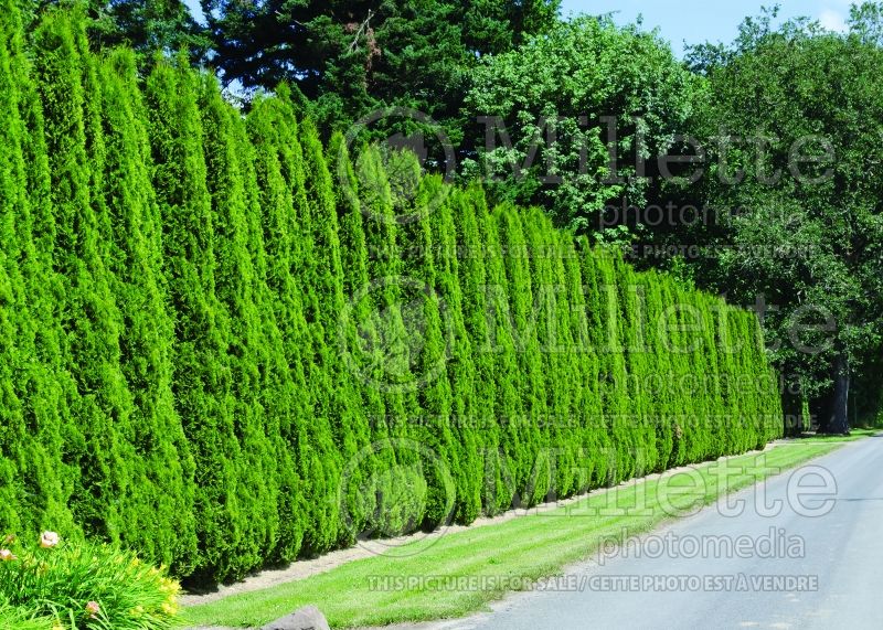 Thuja - Arborvitae hedge 1 