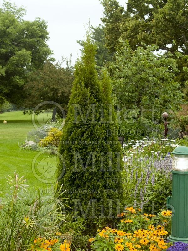 Thuja or thuya Emerald Green aka Smaragd (Eastern Arborvitae conifer) 8 