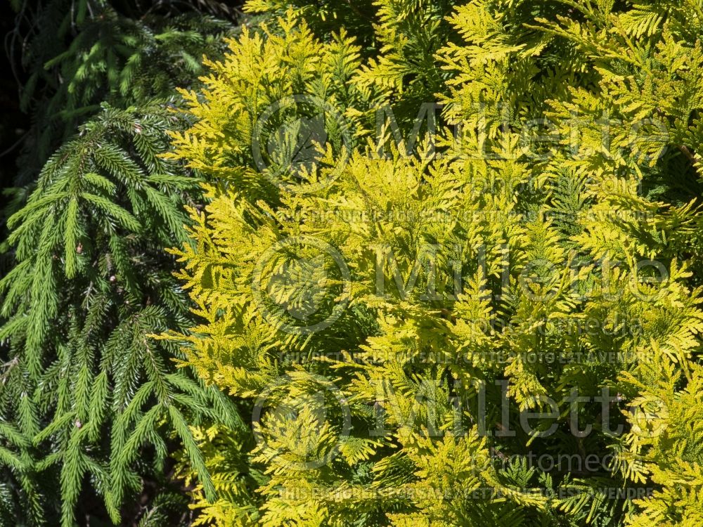 Thuja Europe Gold (Eastern Arborvitae conifer - Thuya) 7