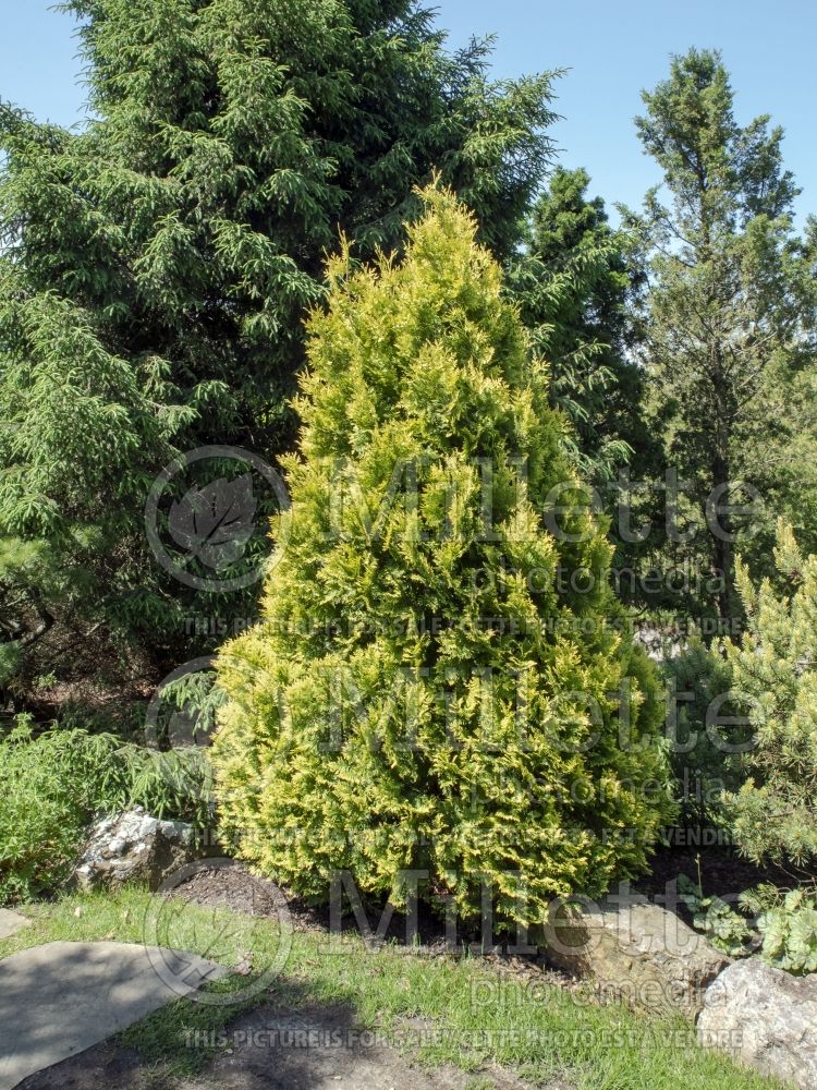 Thuja Europe Gold (Eastern Arborvitae conifer - Thuya) 8