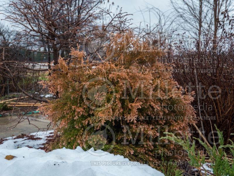 Thuja ou Thuya Fire Chief (Winter look) (Arborvitae conifer) 5 