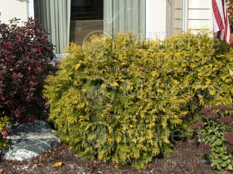 Thuja Golden Globe (Eastern Arborvitae conifer) 5 