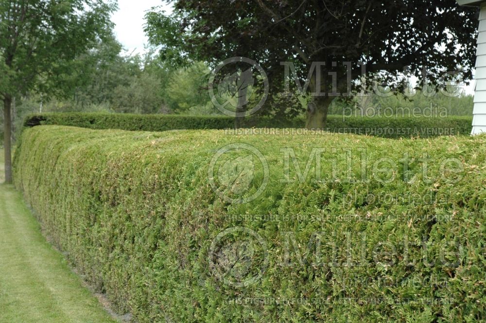 Thuja - Arborvitae hedge 15