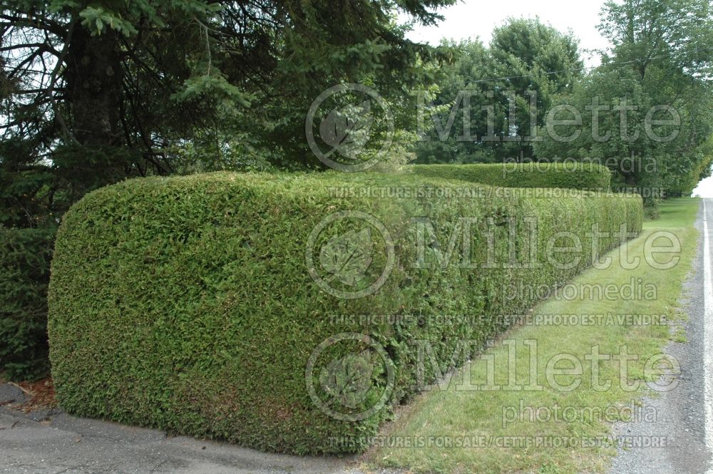 Thuja - Arborvitae hedge 14