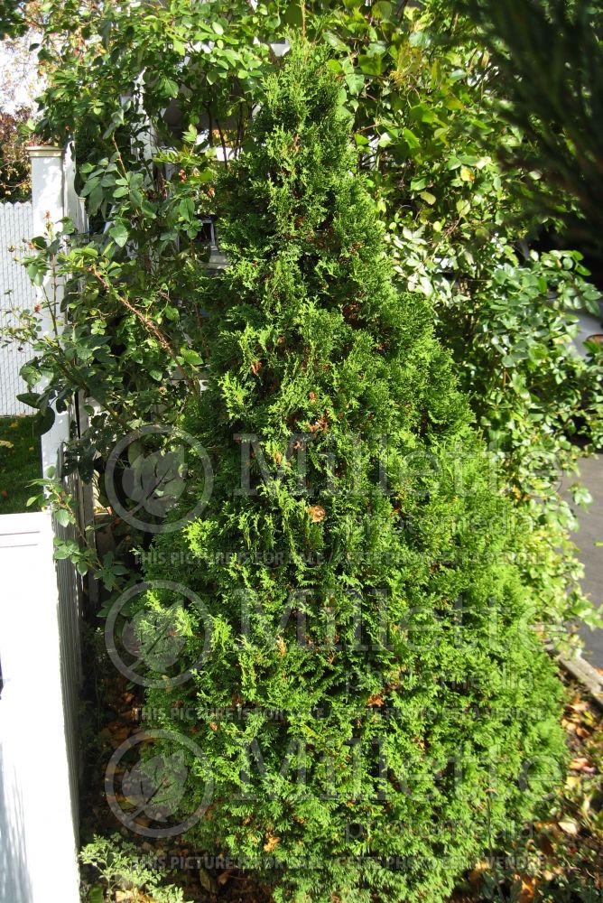 Thuja or Thuya Holmstrup (Eastern Arborvitae conifer)  7