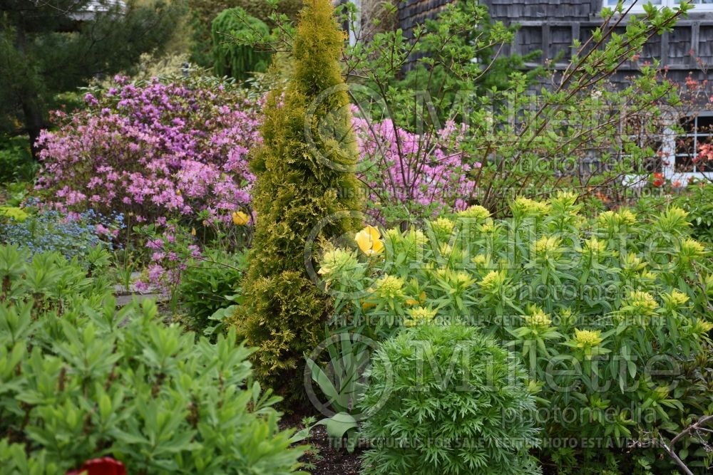 Thuja aka Thuya Jantar (Eastern Arborvitae conifer) 4 