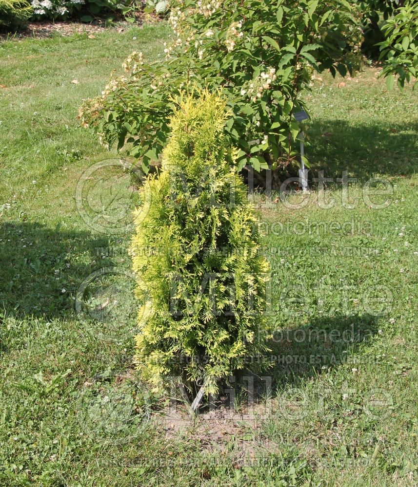 Thuja or Thuya Jantar (Eastern Arborvitae conifer) 1 