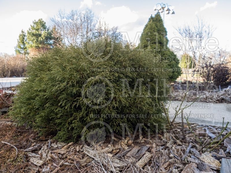 Thuja or Thuya Linesville  aka Mr. Bowling Ball aka Bobozam (Winter look) (Eastern Arborvitae conifer)  5