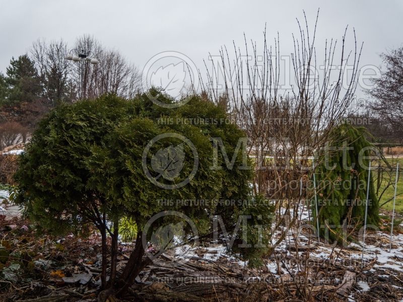 Thuja or Thuya Little Giant (Winter look) Eastern Arborvitae conifer) 5 