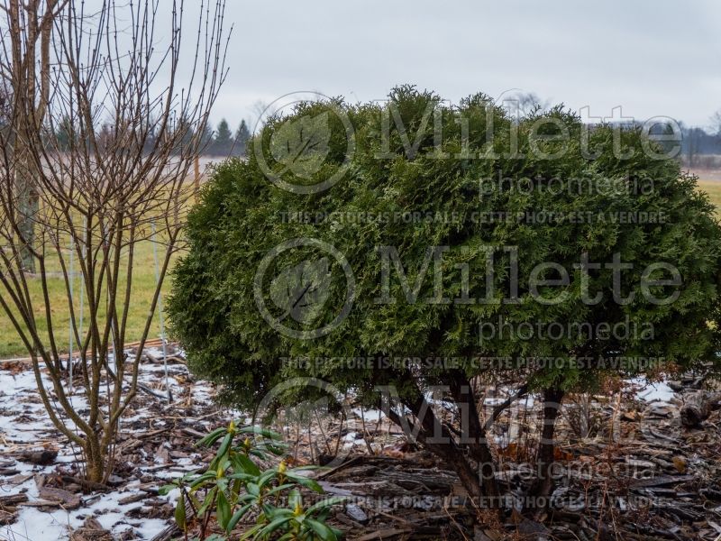 Thuja or Thuya Little Giant (Winter look) (Eastern Arborvitae conifer) 6 