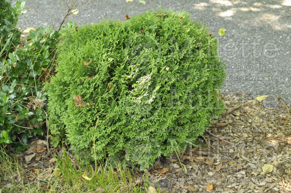 Thuja or Thuya Little Giant (Eastern Arborvitae conifer) 2 