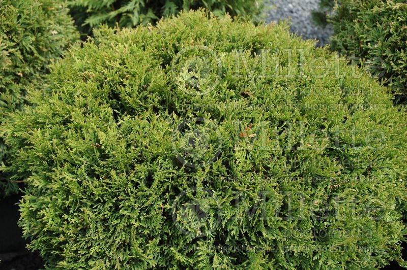 Thuja or Thuya Little Giant (Eastern Arborvitae conifer) 3 