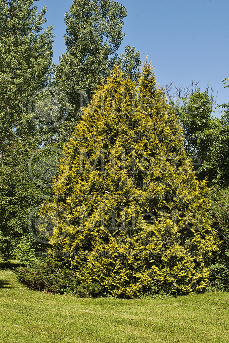 Thuja or Thuya Lutea or George Peabody (Eastern Arborvitae conifer) 2 