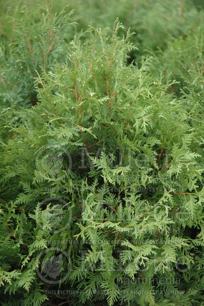 Thuja or Thuya Nigra (Eastern Arborvitae conifer) 2 